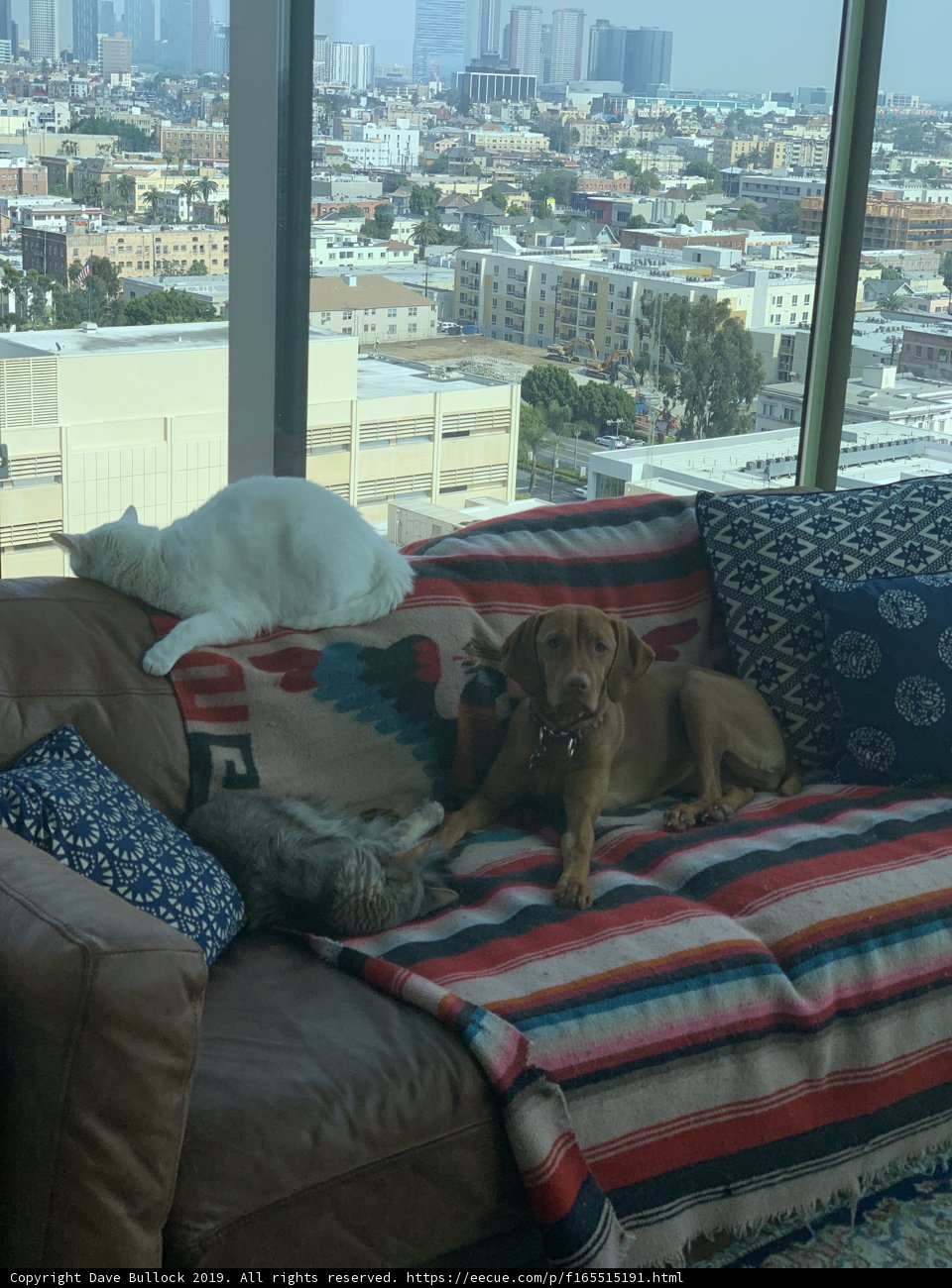 Furry Friends on the Couch