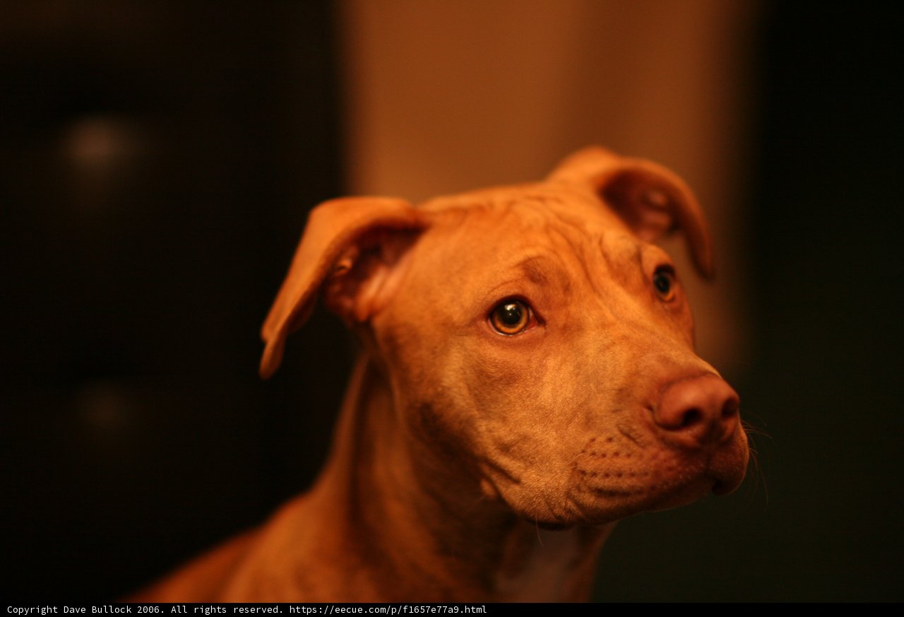 Adorable Brown Canine