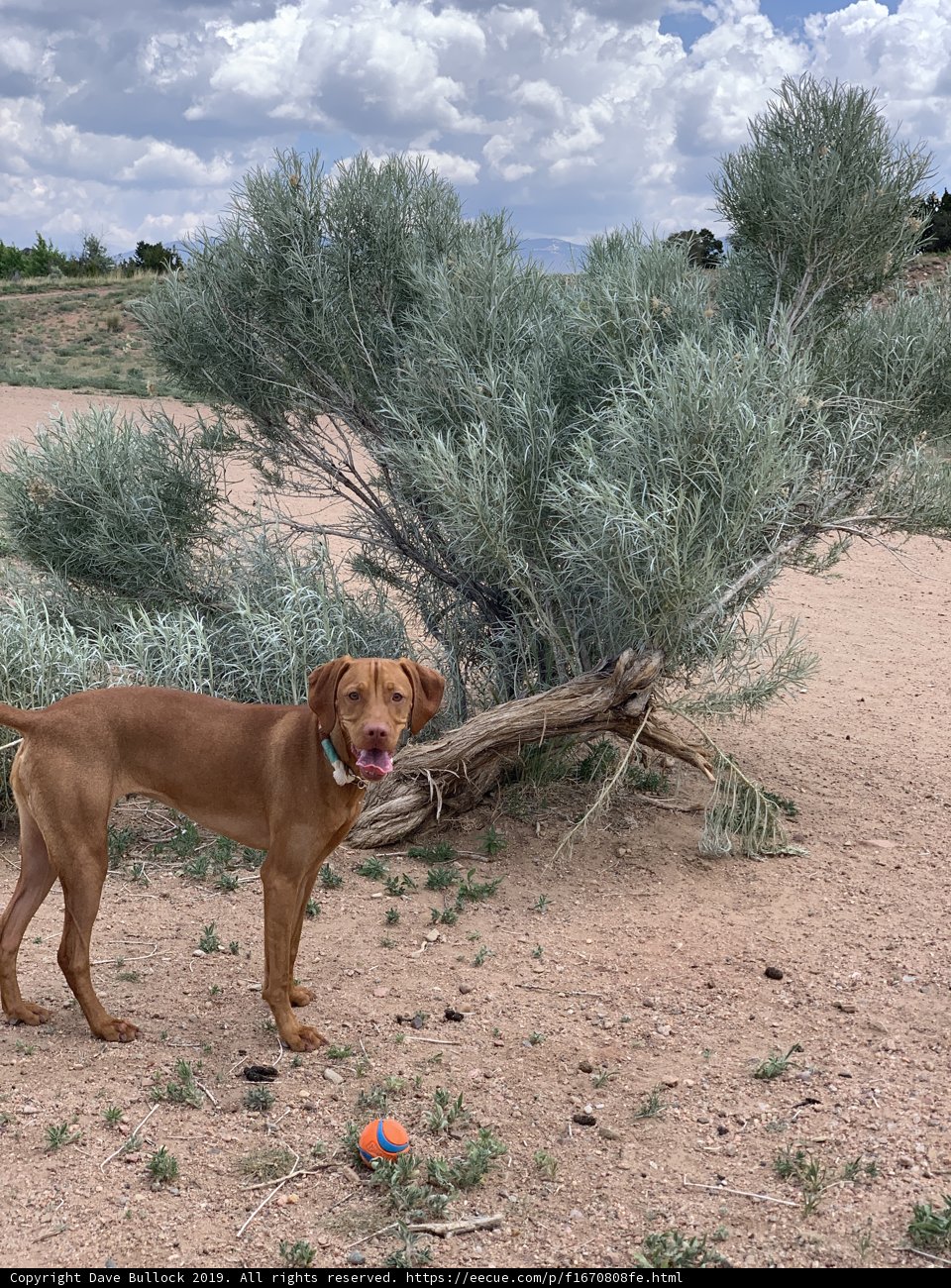 Canine Companion in the Countryside
