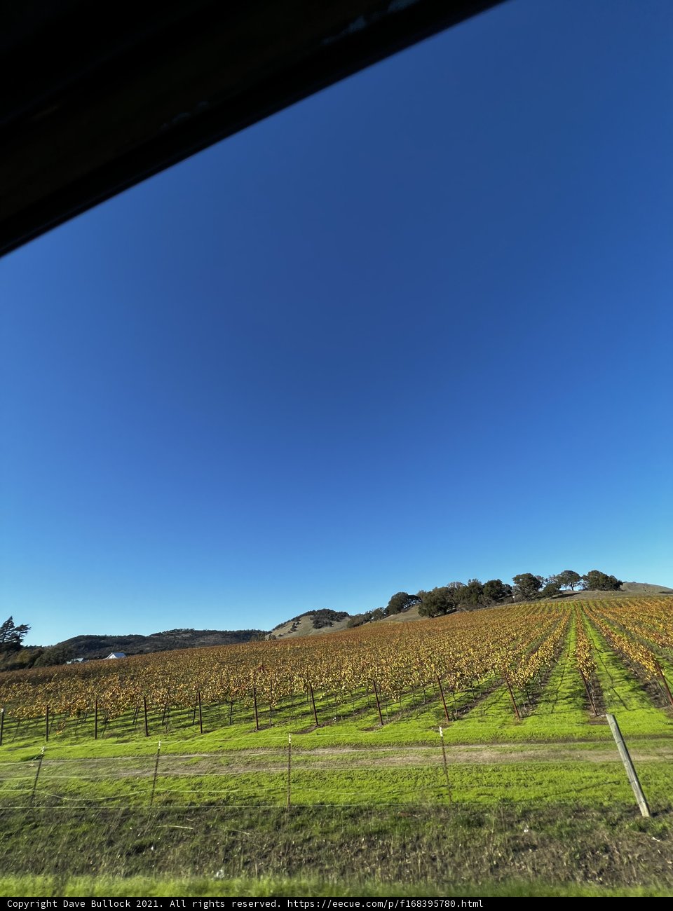 Rolling Hills of a California Vineyard