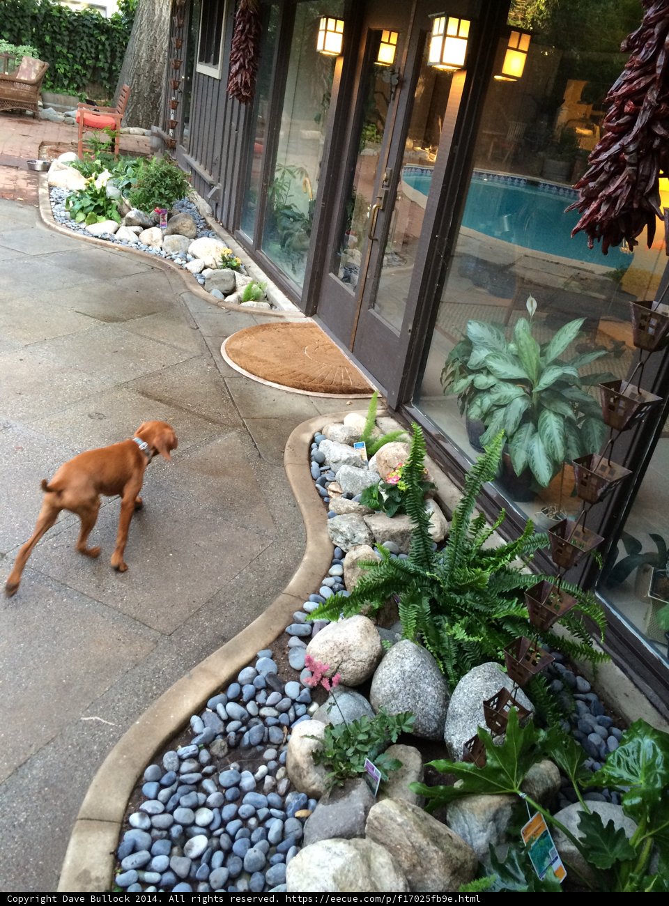 A Canine Stroll Amongst Summer Foliage
