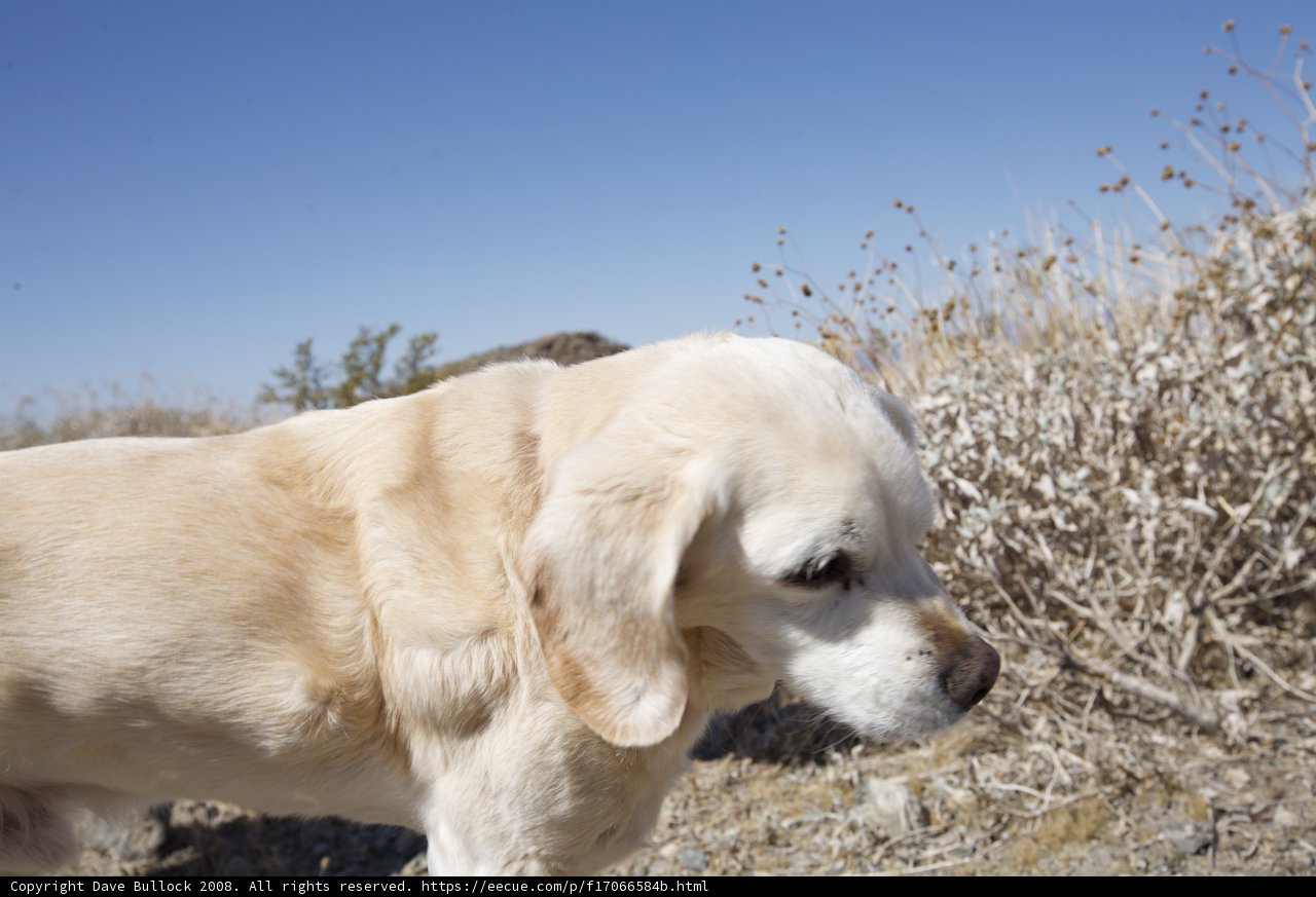 Majestic Labrador Retriever in a Blissful Field