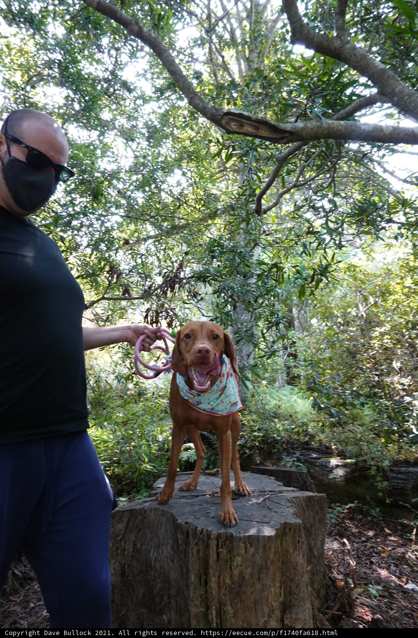 Man and Dog in the Woodlands