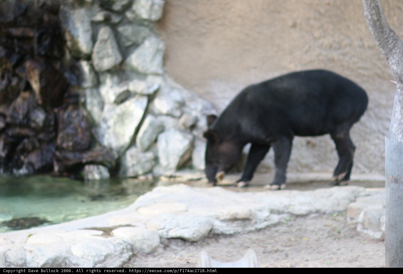 The Mysterious Black Boar