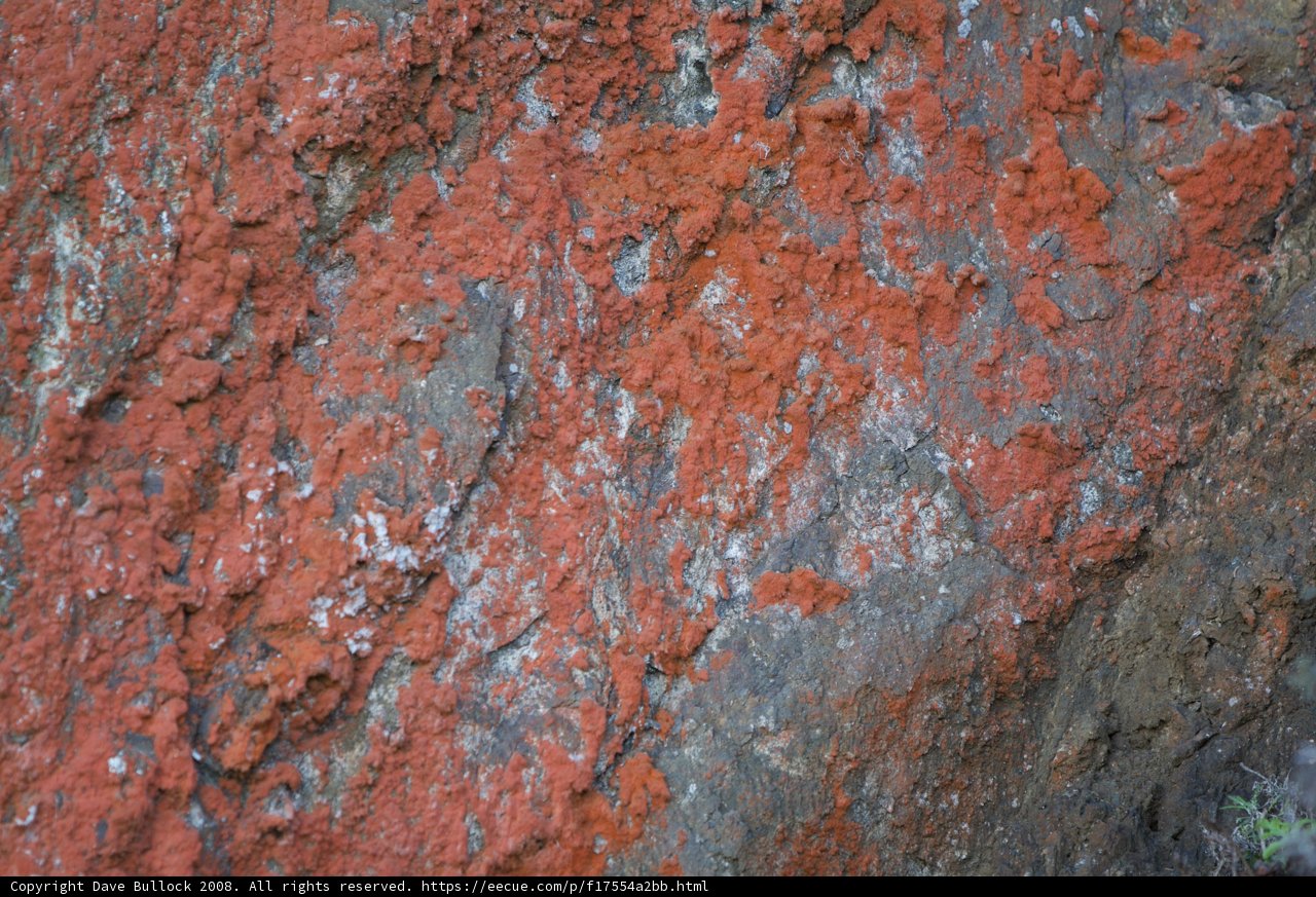 Scarlet Algae on the Rocky Cliff
