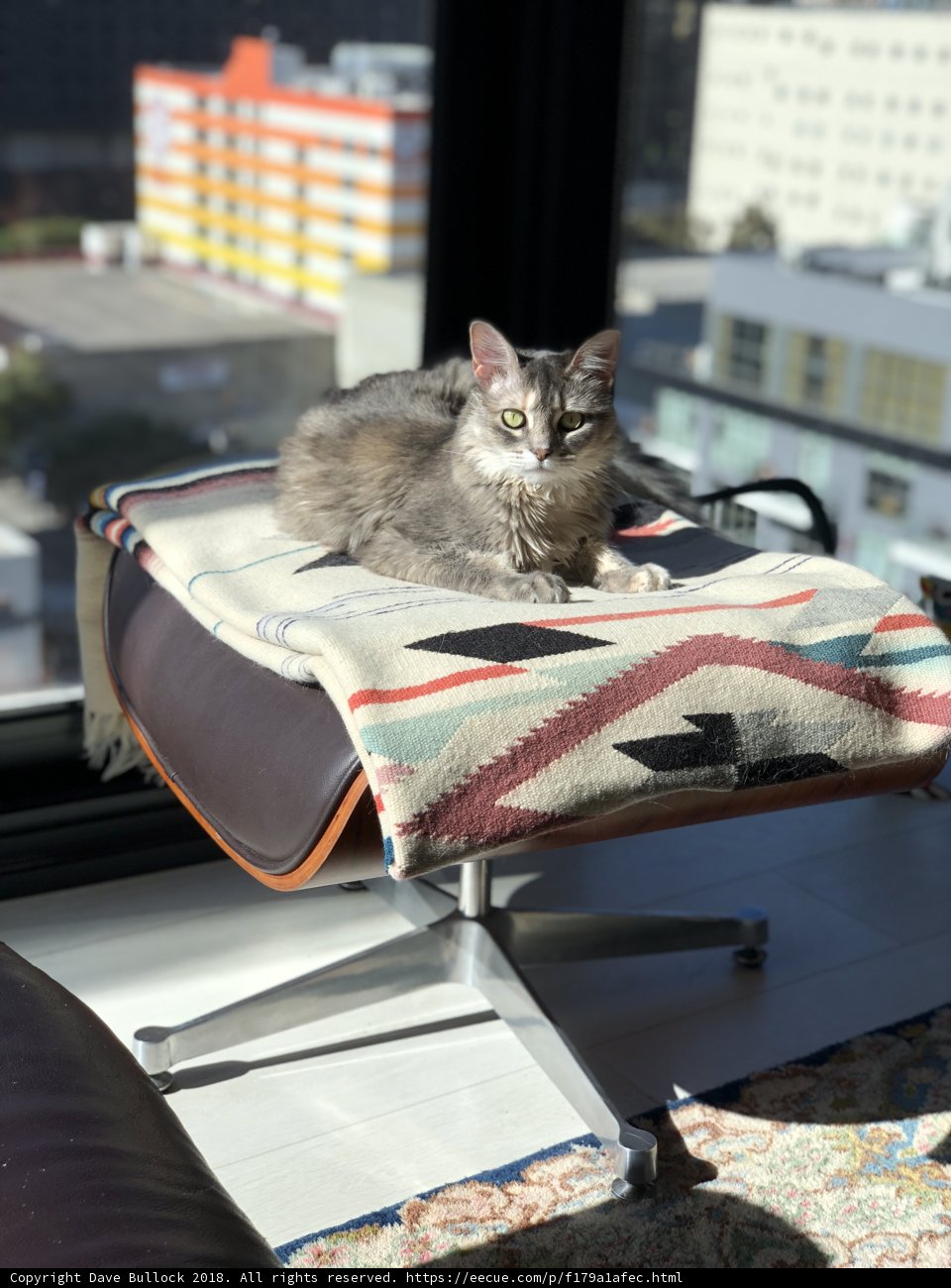 Cozy Feline on a Chair in Front of the Window