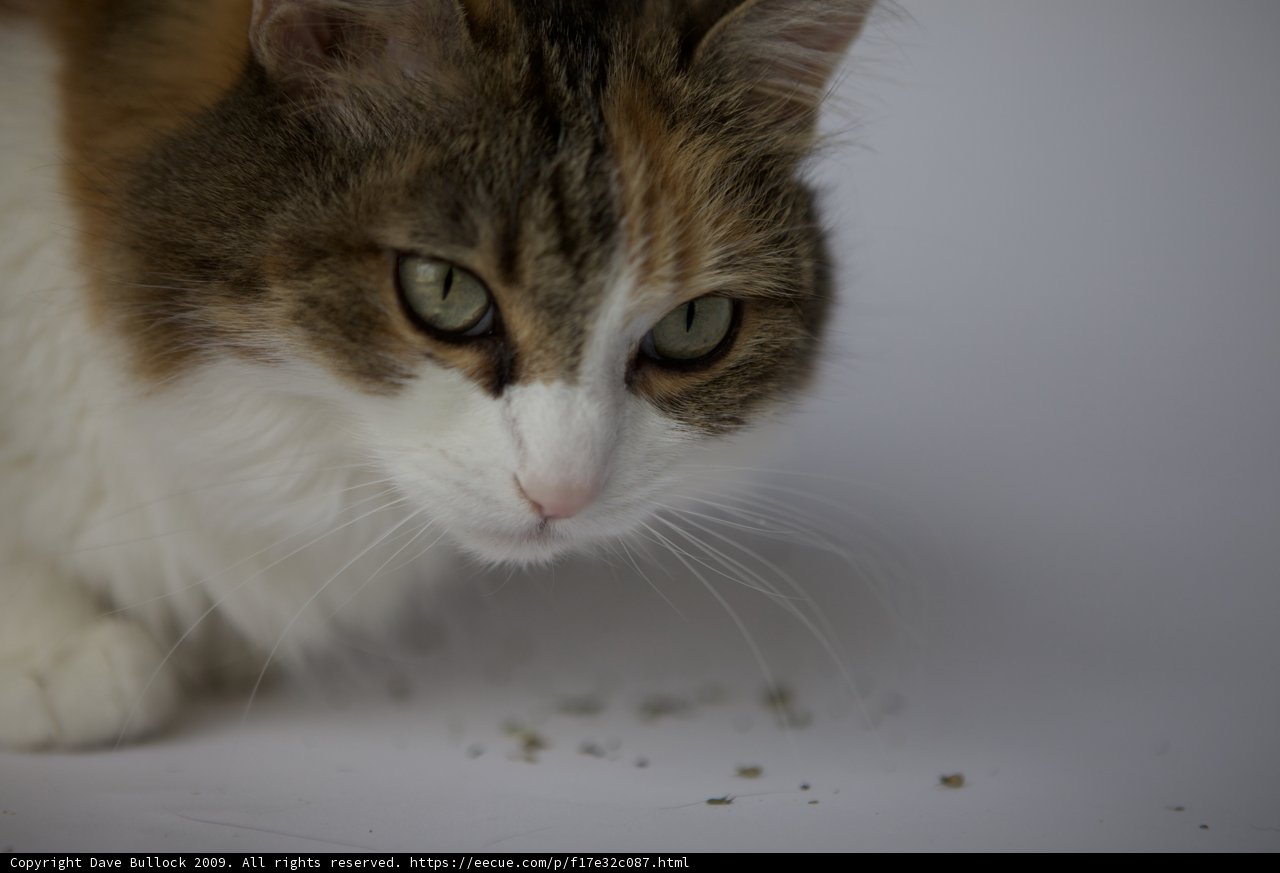 Curious Cat
