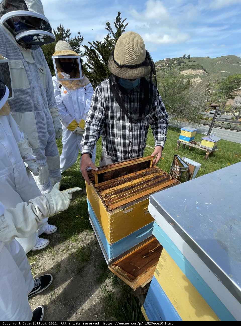 Beekeeper Examining Hive at San Jose Apiary