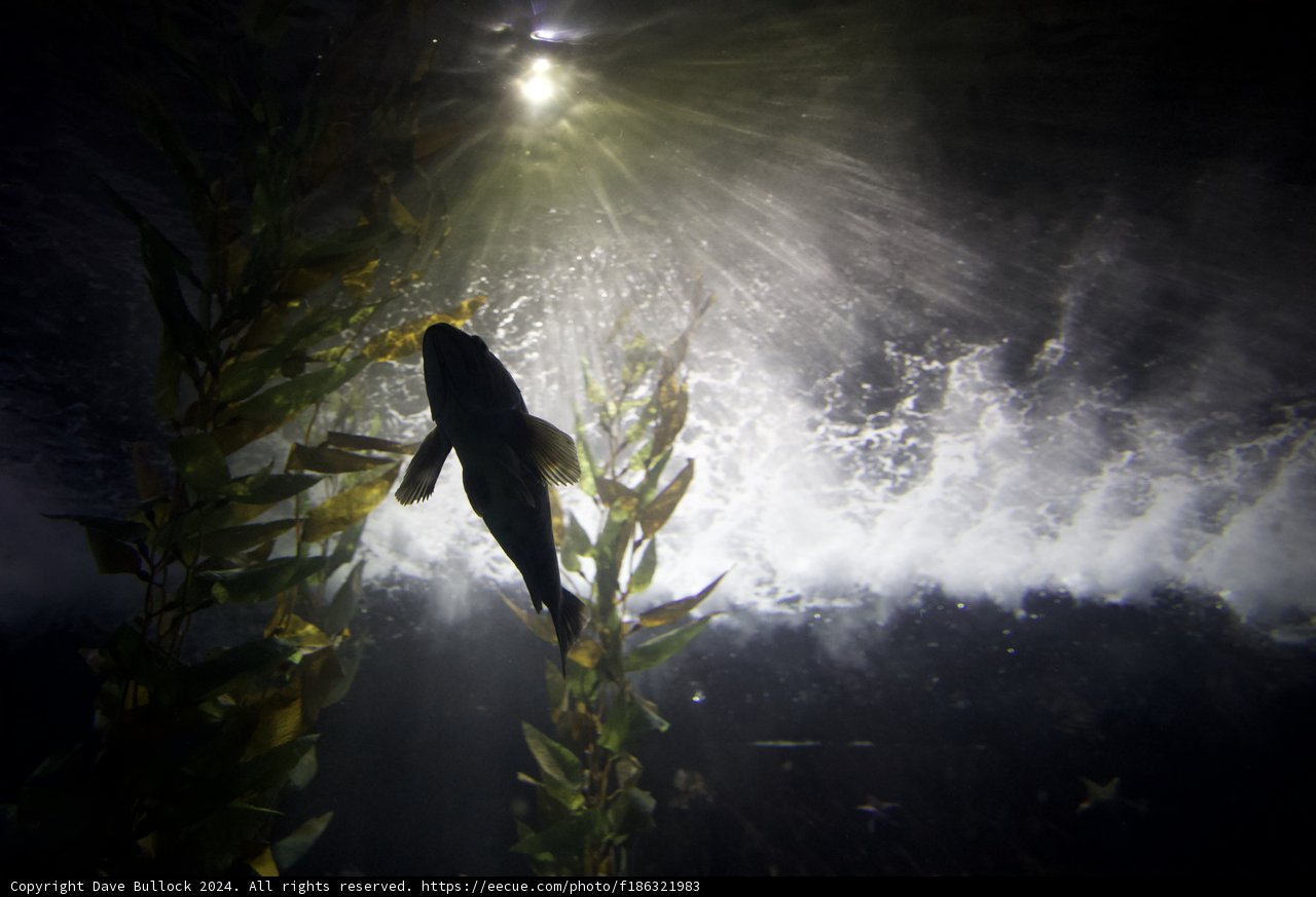 Luminescent Swim: A Dance of Light and Life