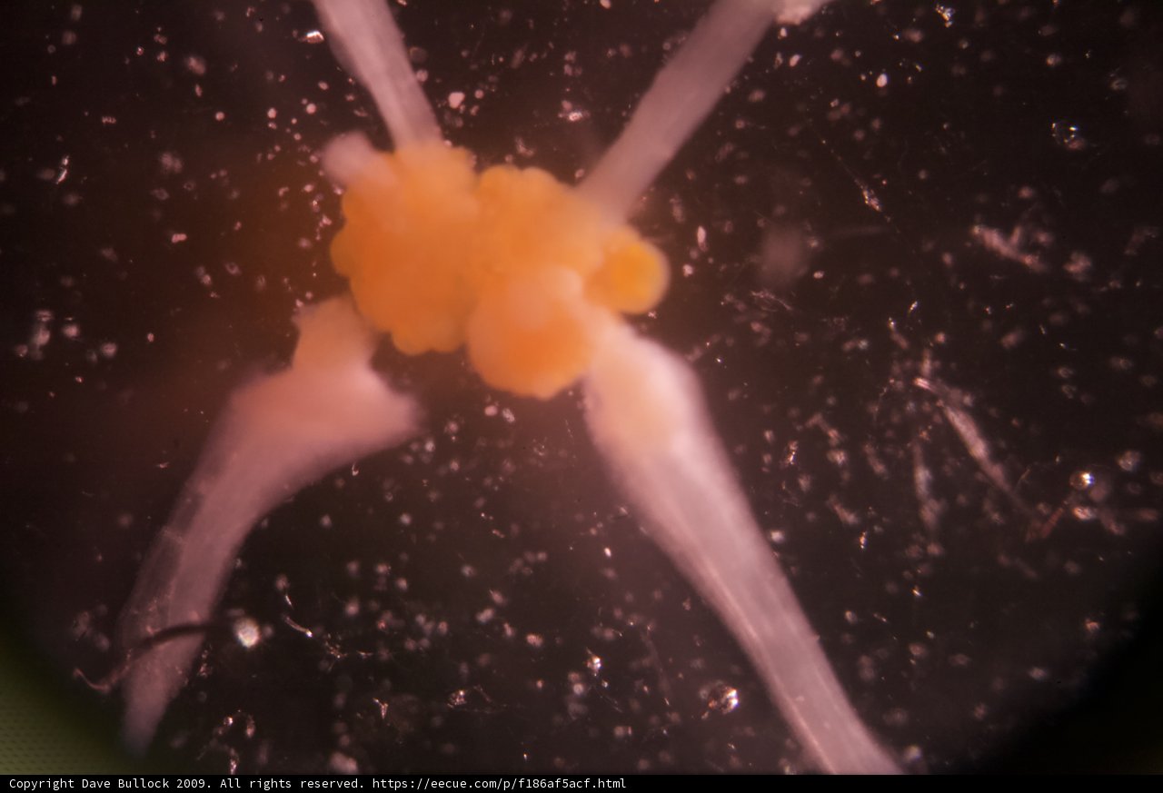Tiny Orange Flower Up Close