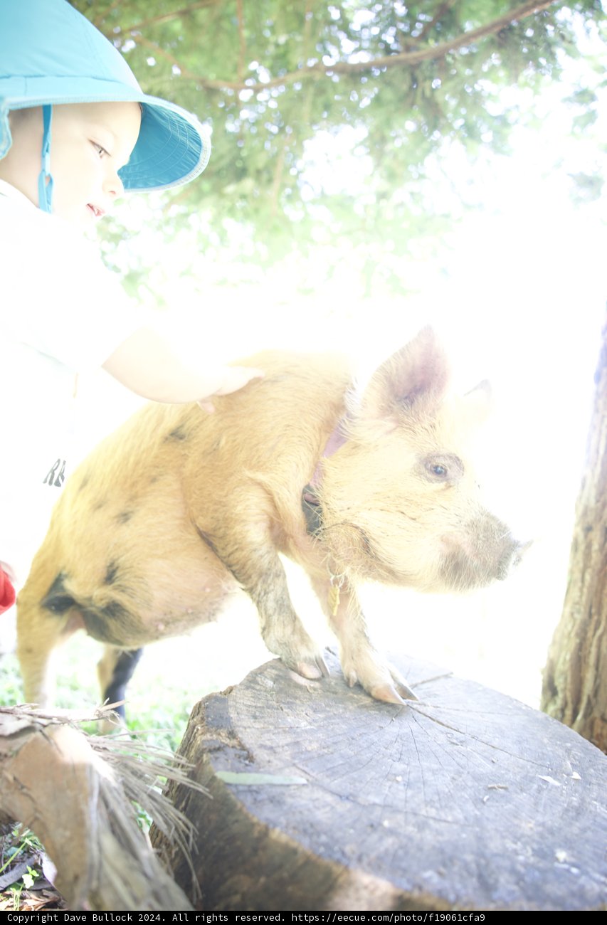 Tender Moments in Nature: Child Meets Pig
