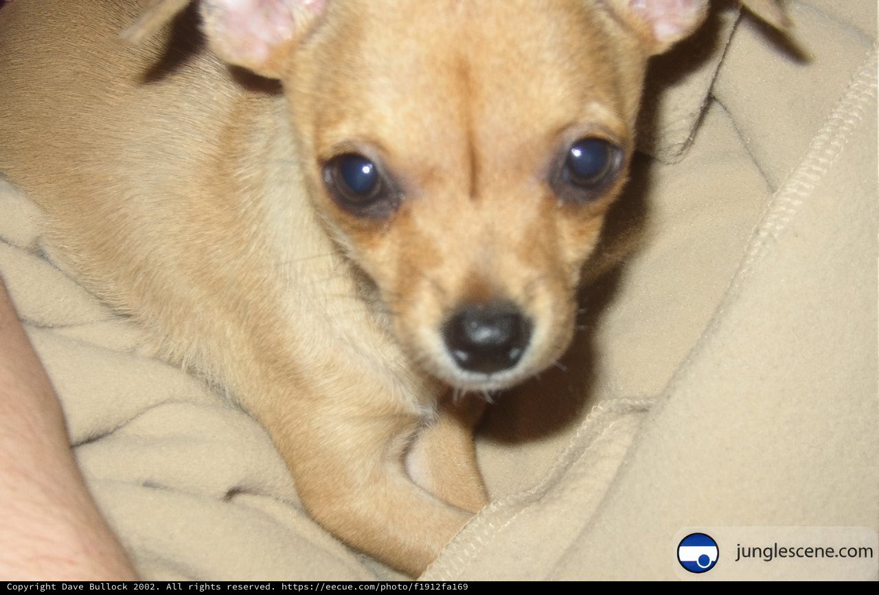 Blue-Eyed Chihuahua