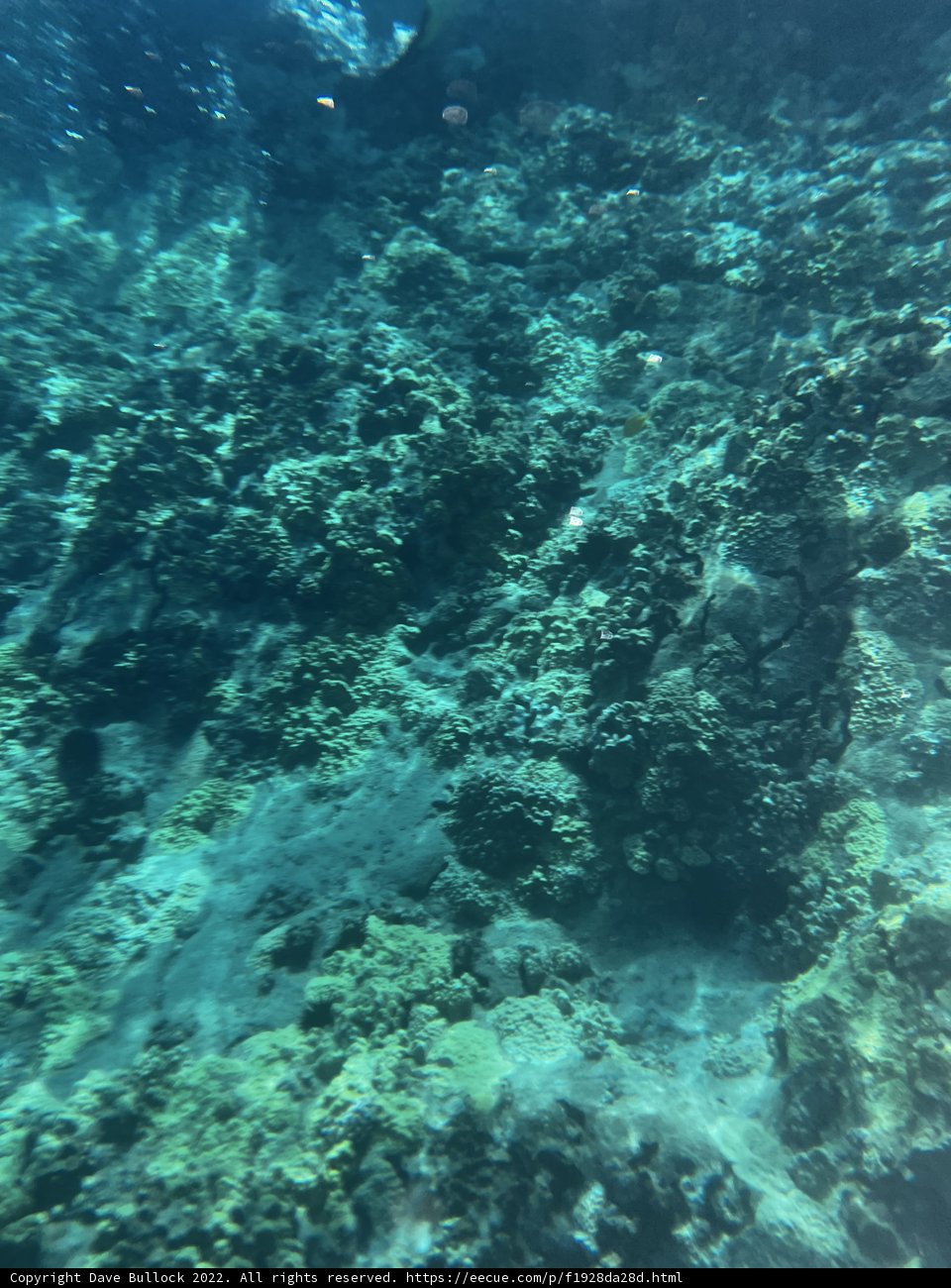 Underwater Exploration in Hawaiʻi's Alalakeiki Channel