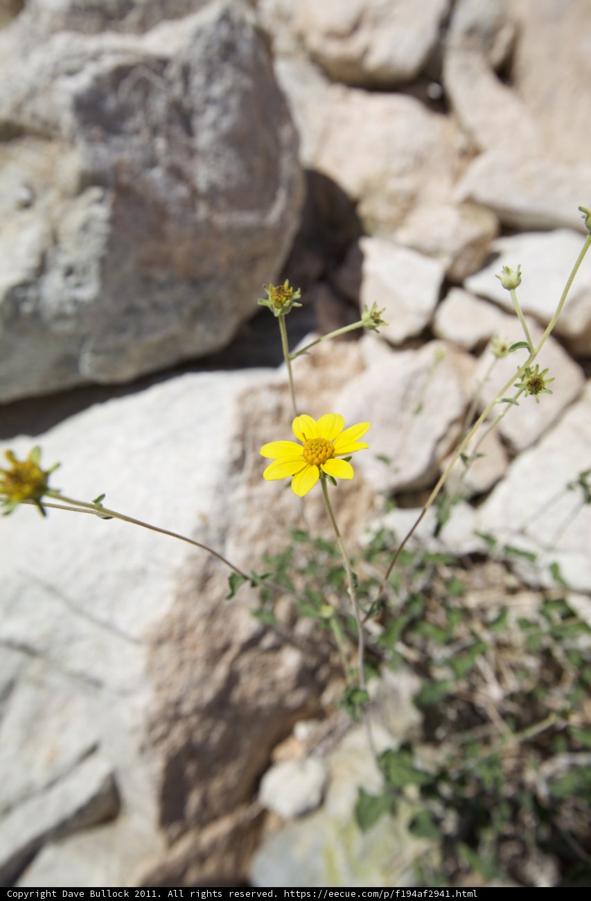Sunny Daisy in Rock Wall