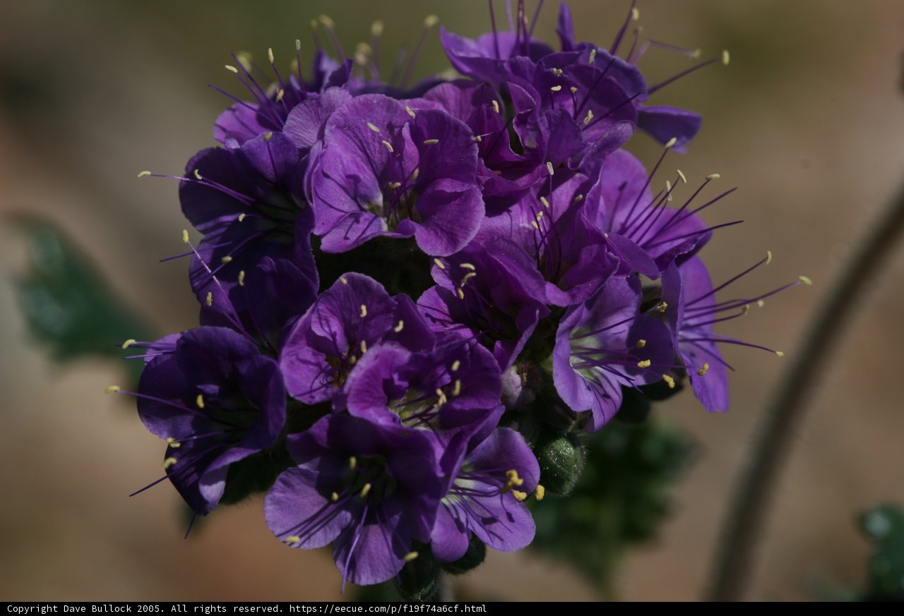 Purple Geranium Flowers with Green Leaves