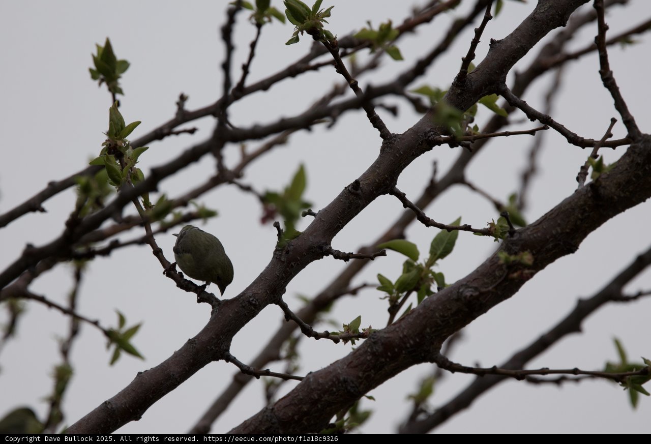 Spring Perch