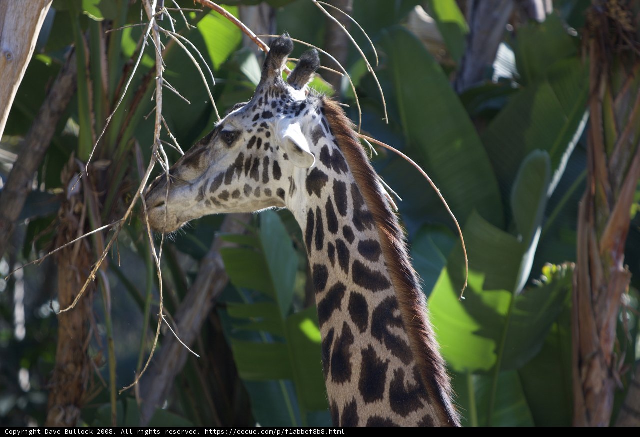 Hungry Giraffe