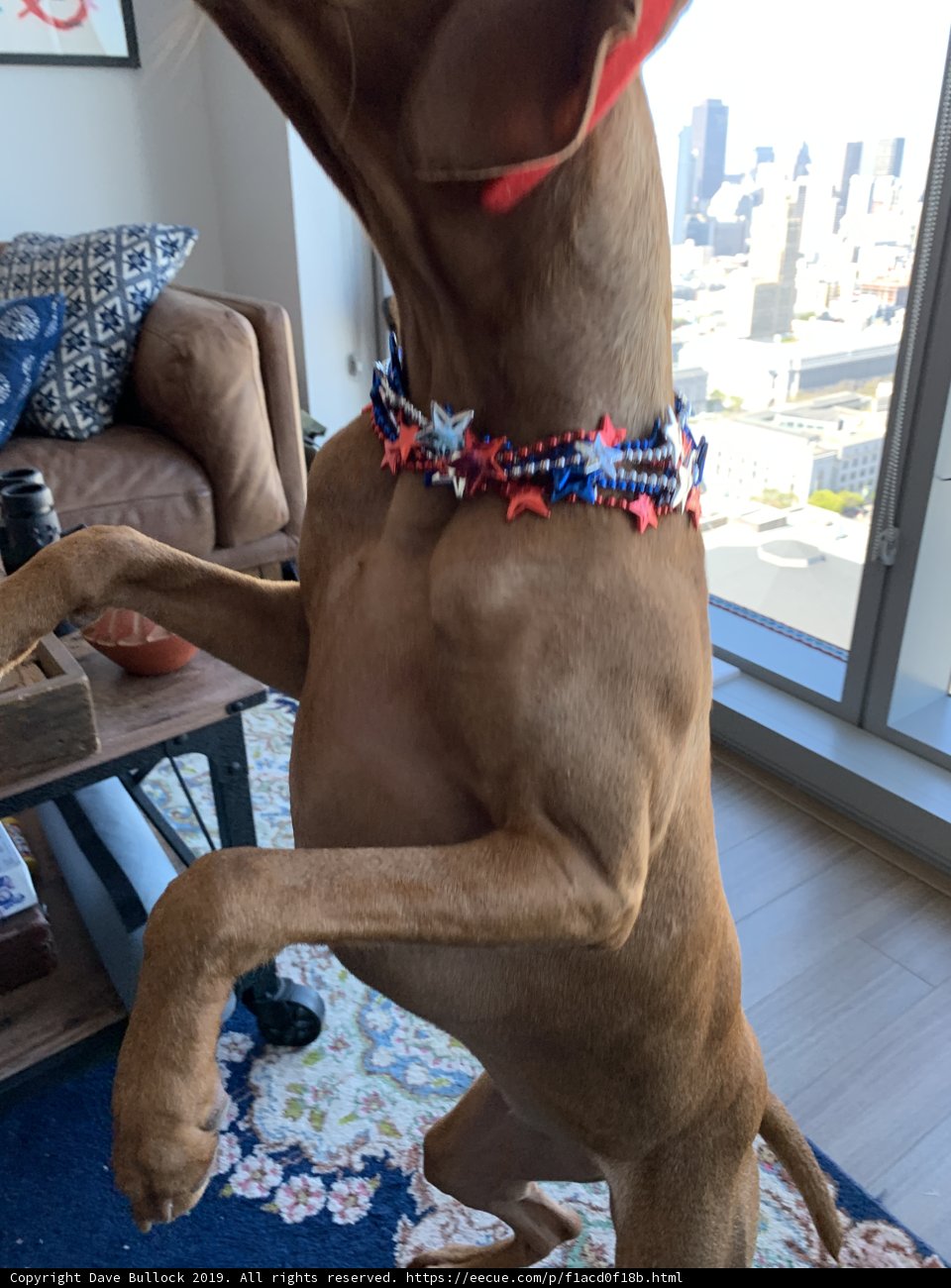 The Pawsome Decor Companion