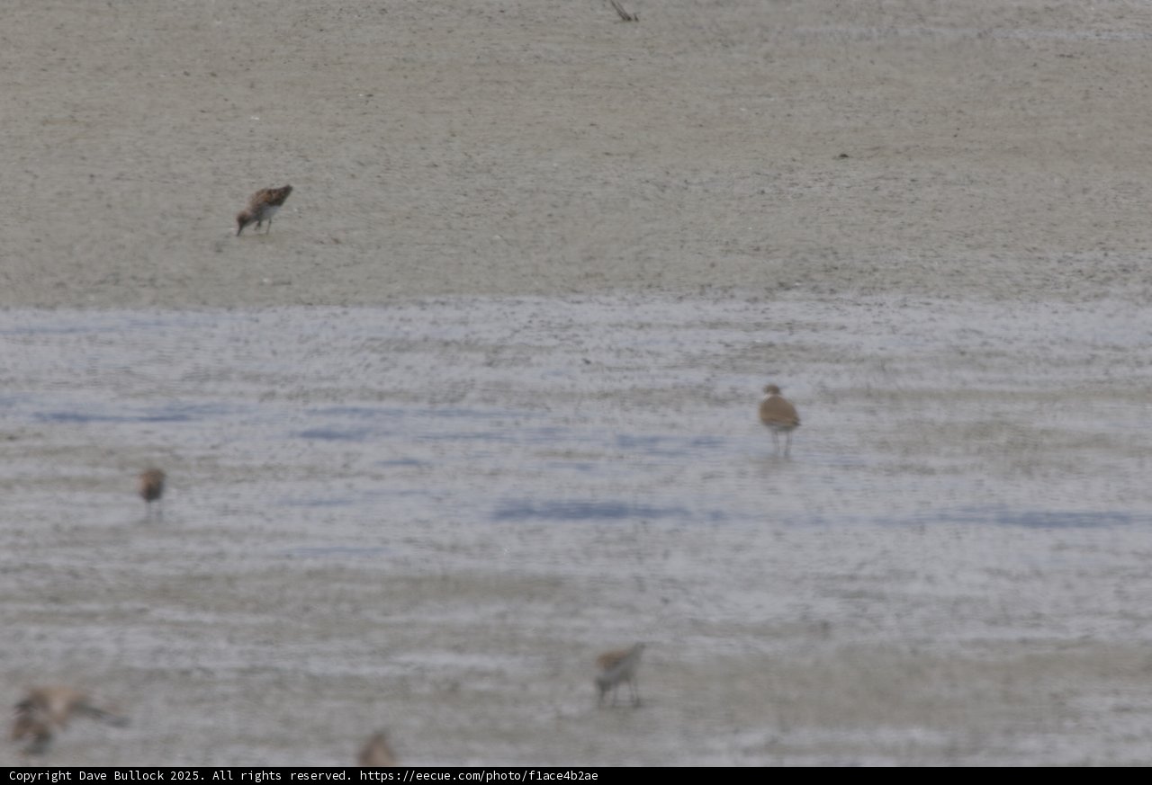 Sandpiper Serenity