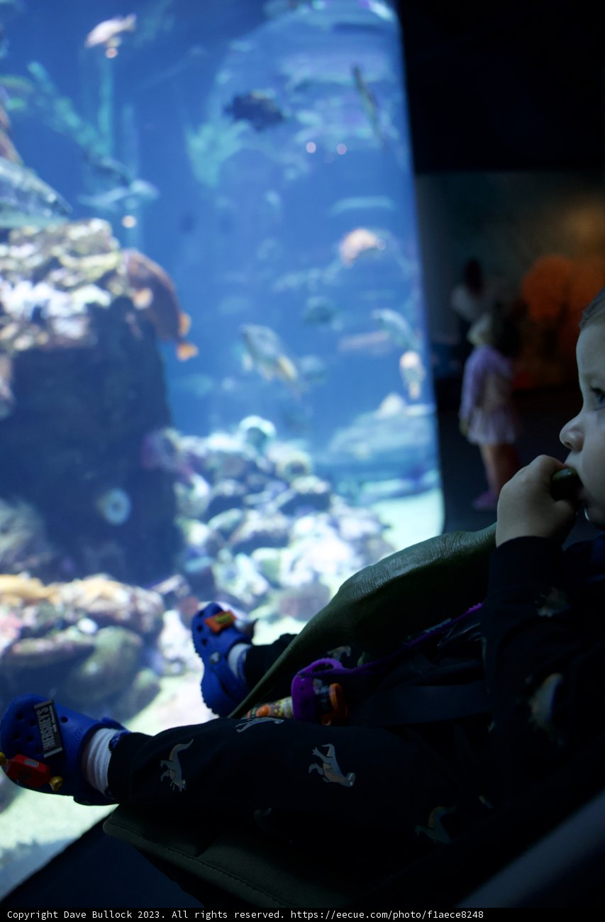 Marvel at the Underwater World