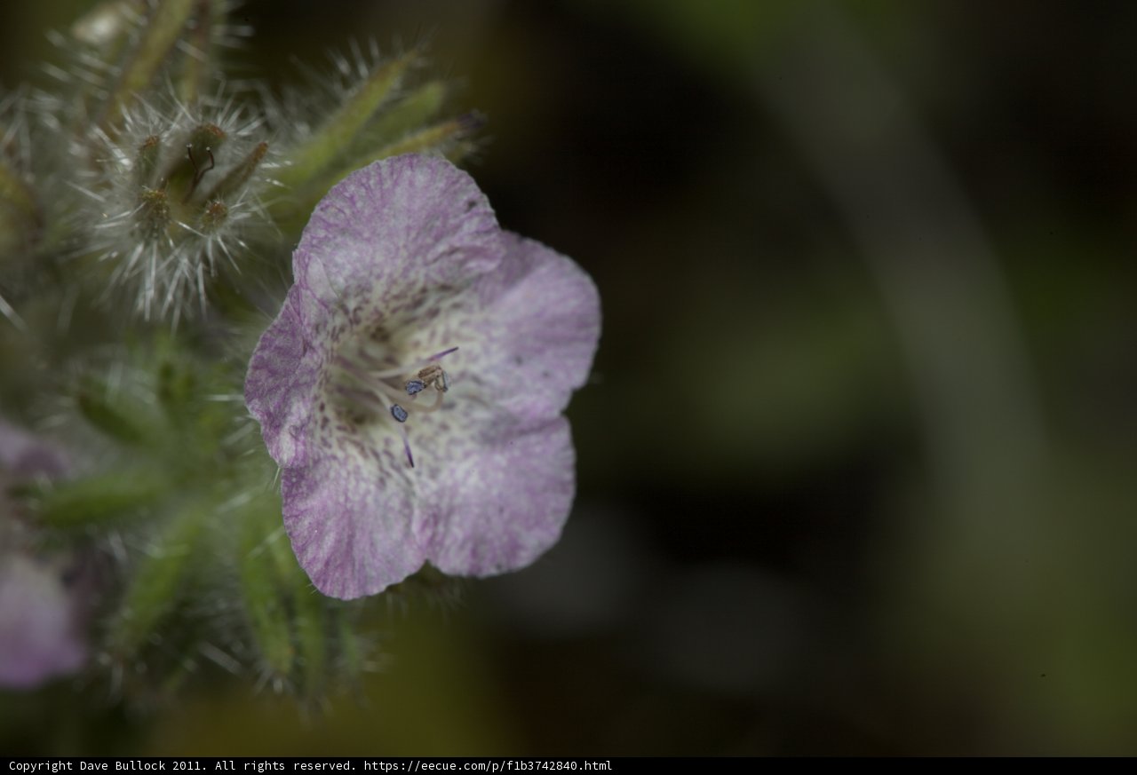 Purple Geranium Flower Close-Up