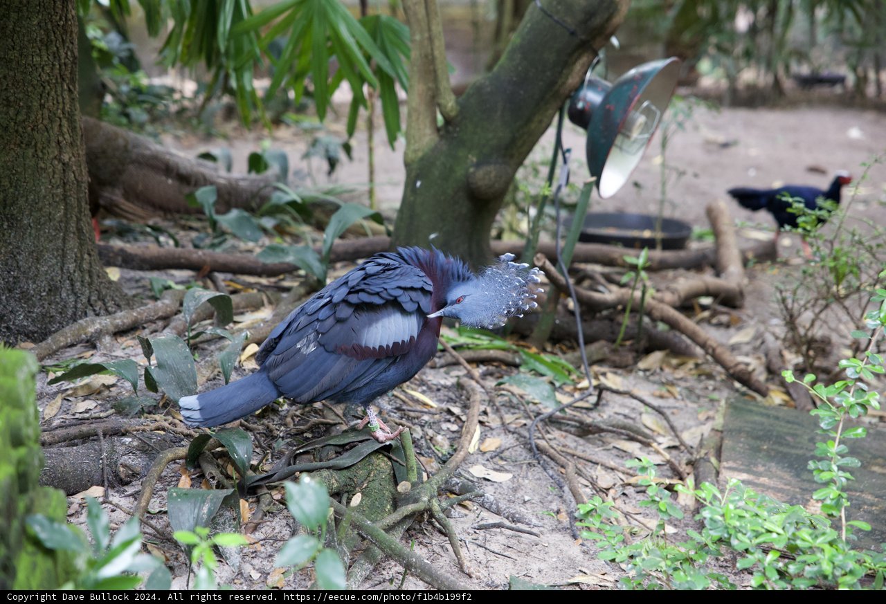 The Majestic Long-tailed Bird of Disneyworld Animal Kingdom
