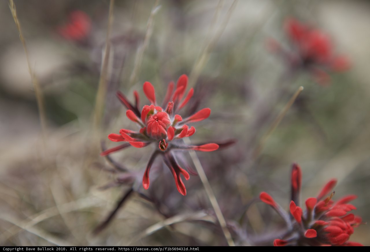 Red Geranium Flower with Black Petals