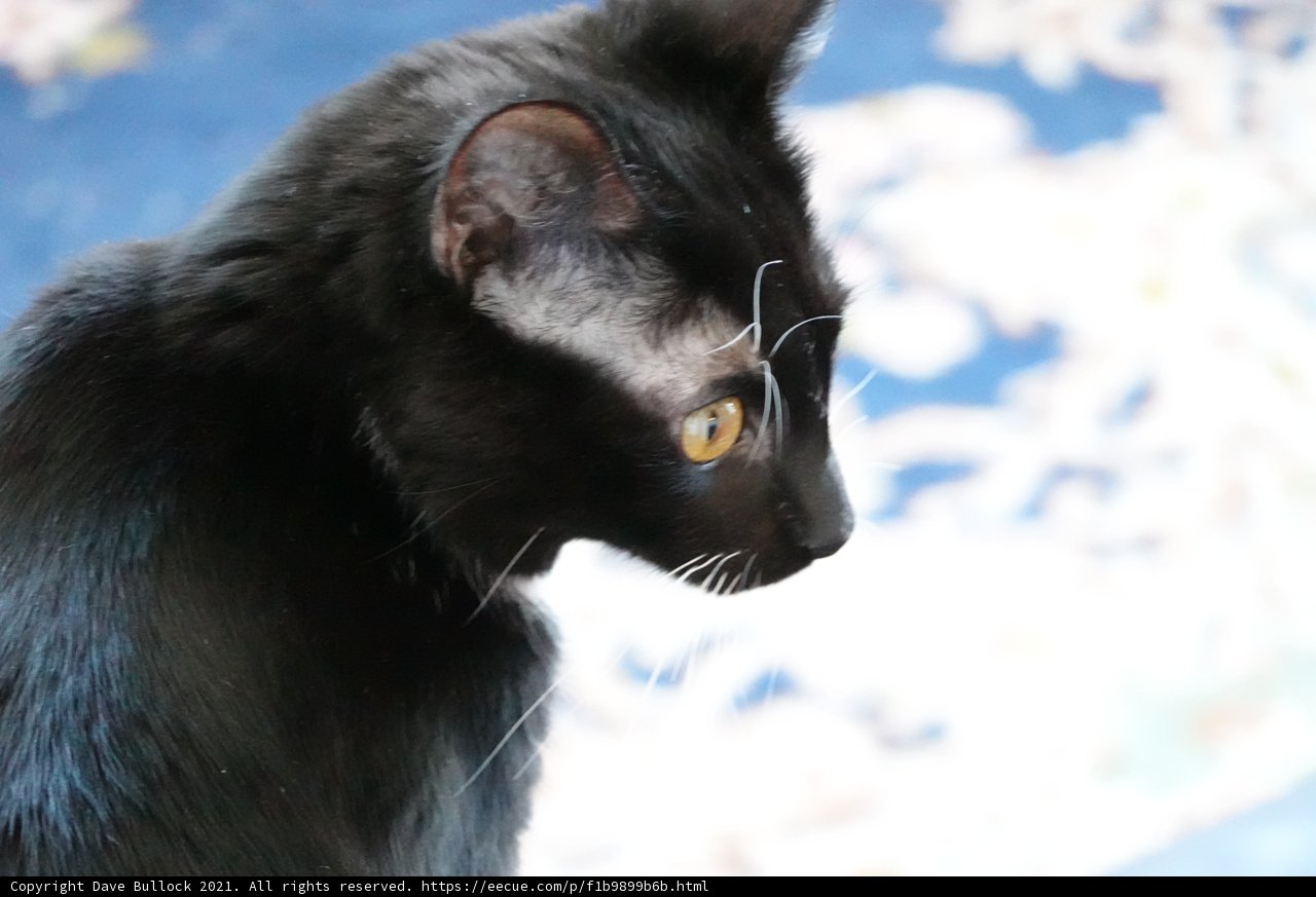 Mysterious Gaze