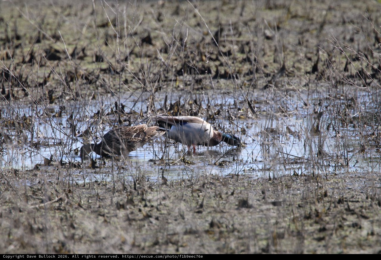 Northern Shoveler Pair Foraging in Shallow Wetland Waters