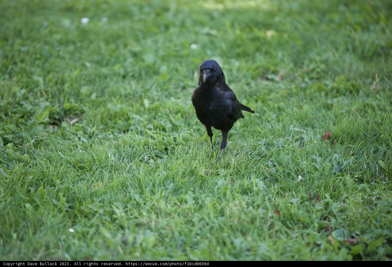 The Solitary Raven of Great Meadow Park