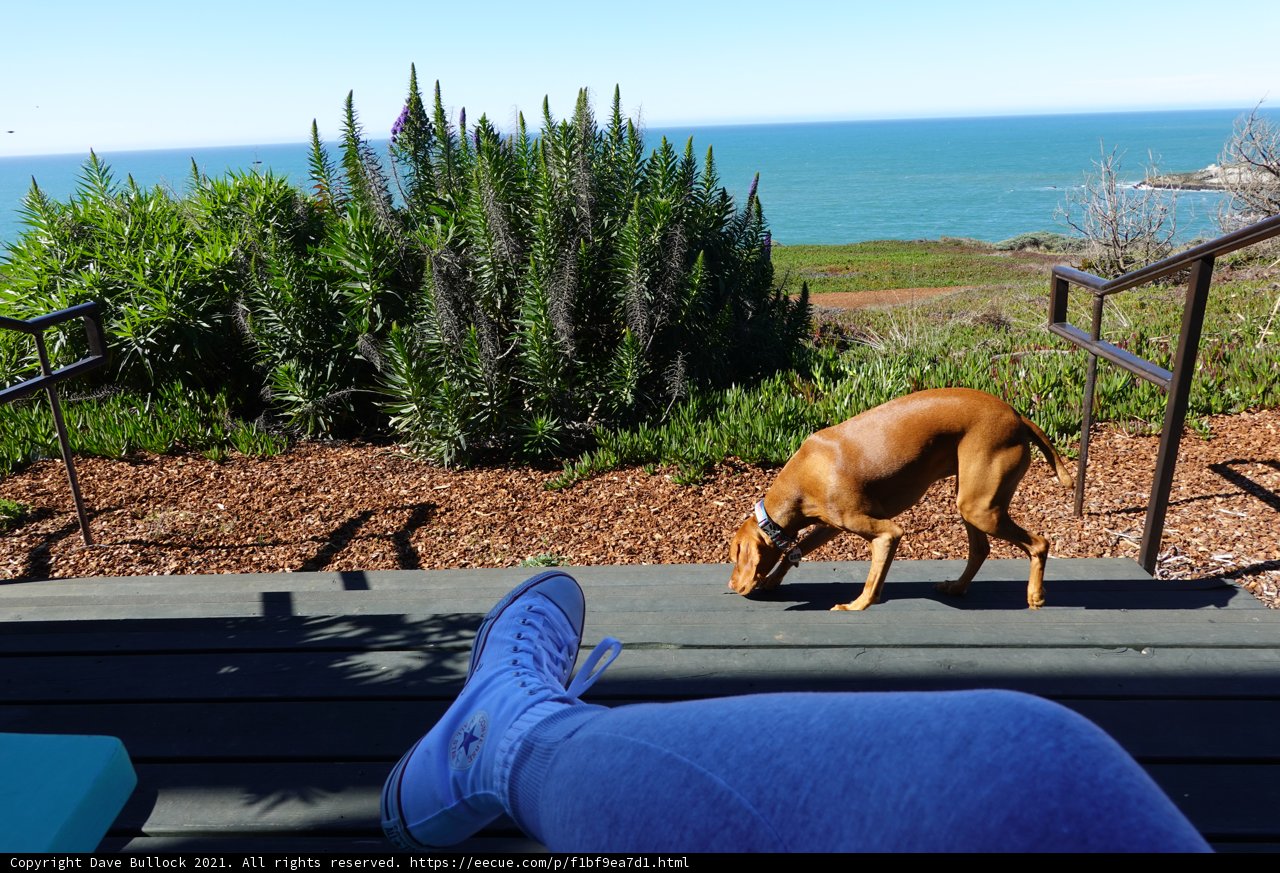 Furry Friend on a Sunny Day