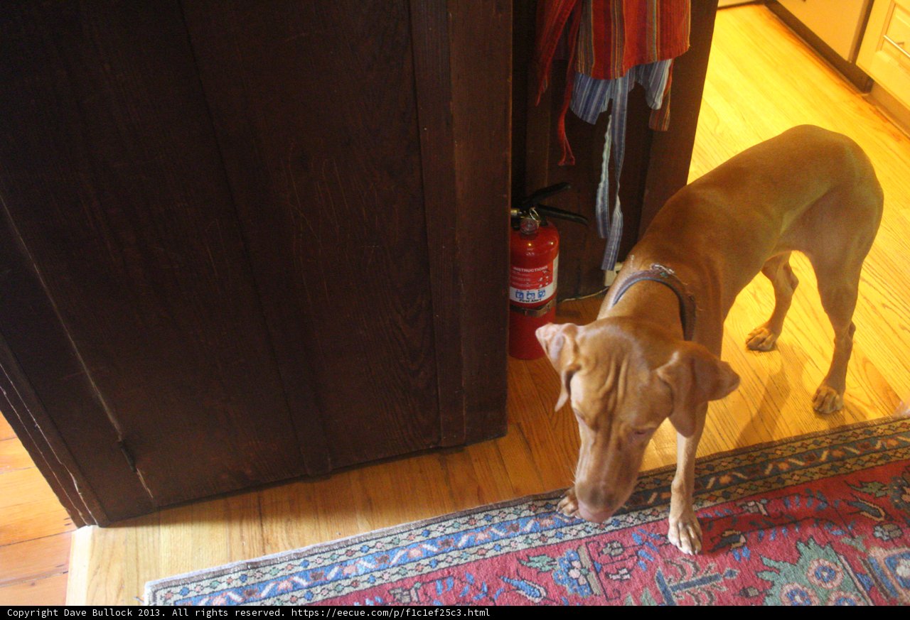 Curious Canine Sniffs Hardwood Flooring
