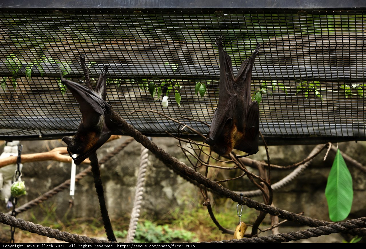Nocturnal Neighbors at Oakland Zoo