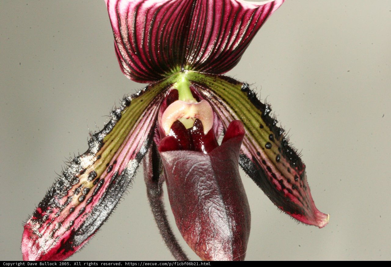 Orchid in Bloom