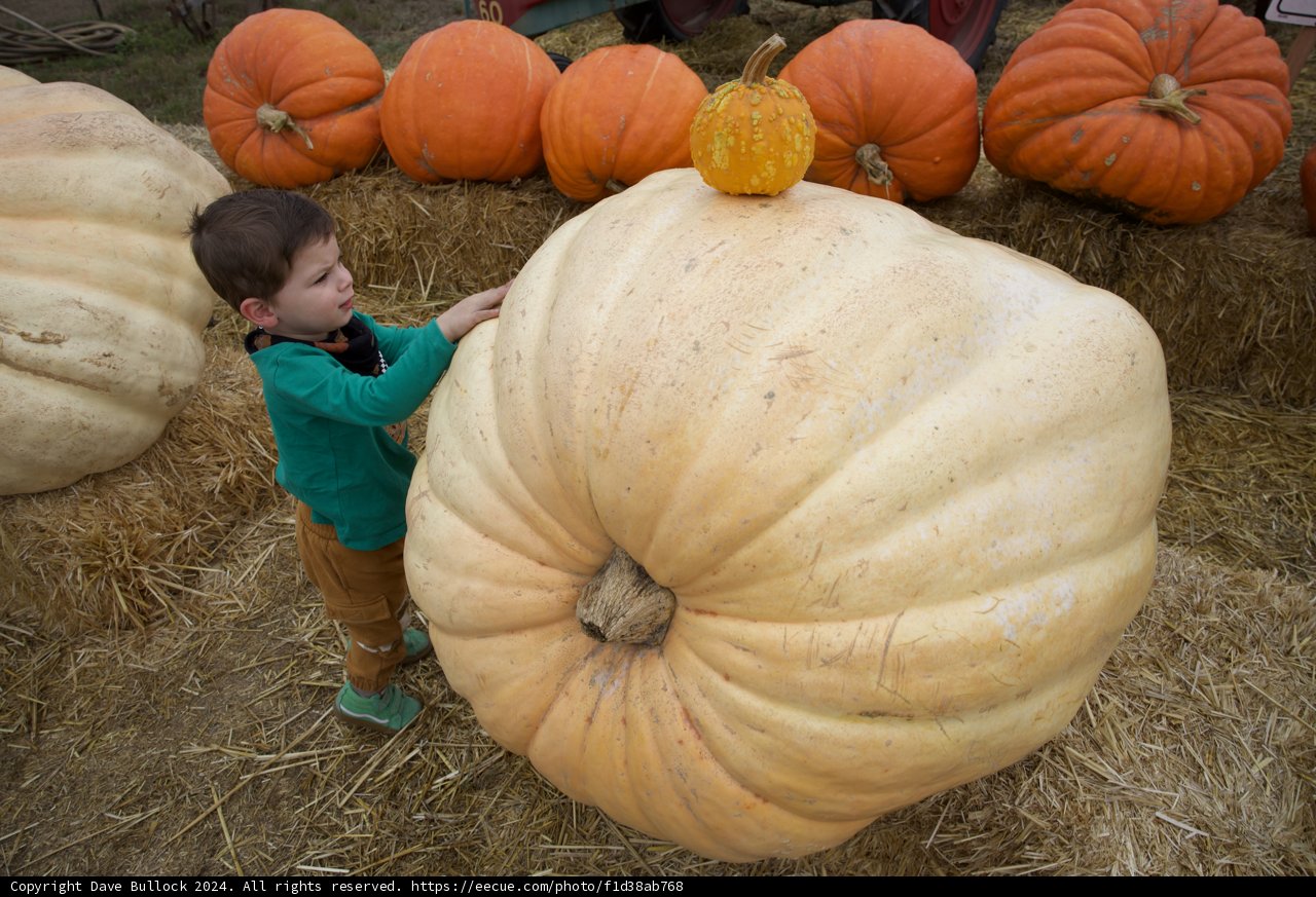 Pumpkin Patch Wonder