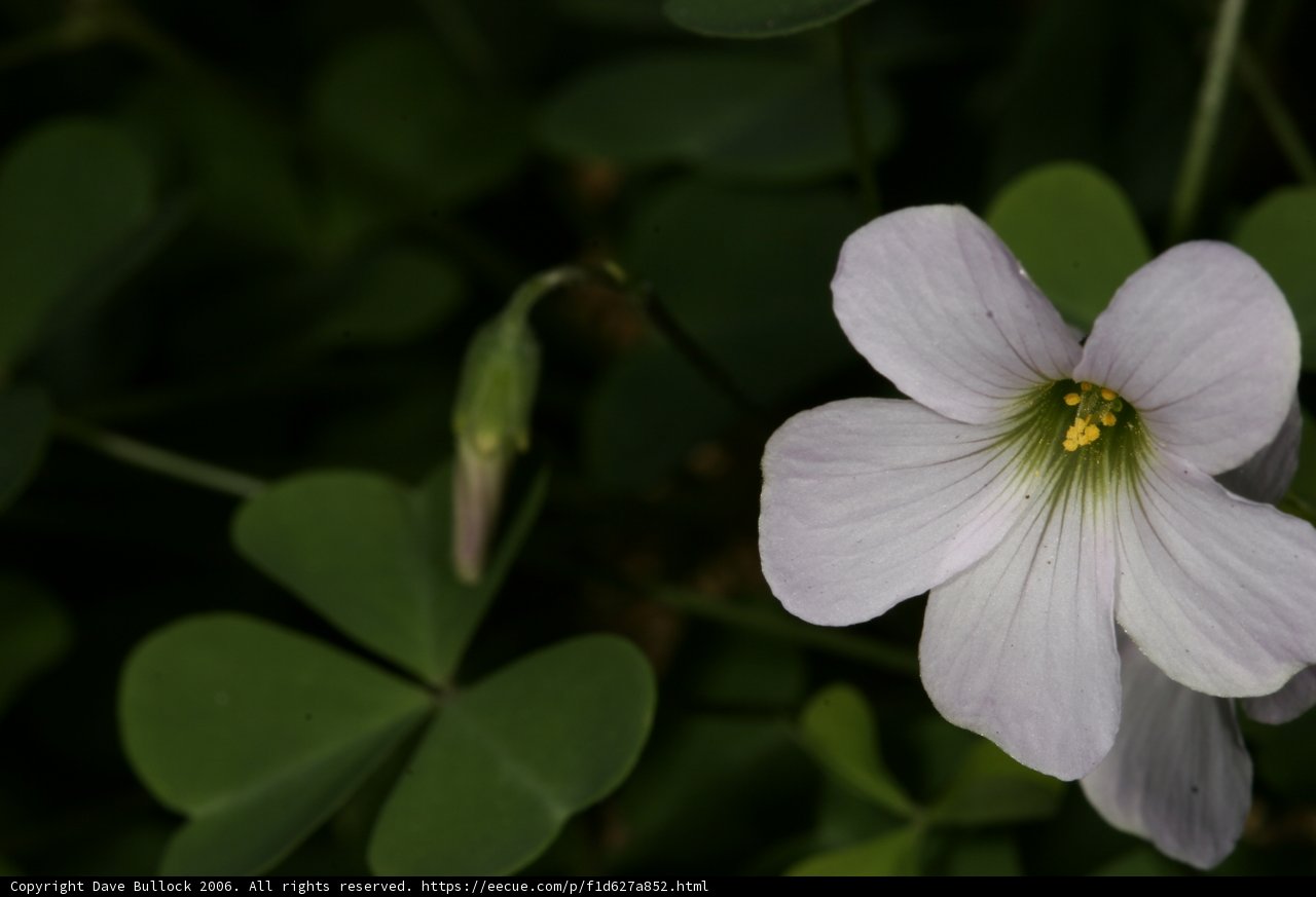 A Geranium in Bloom