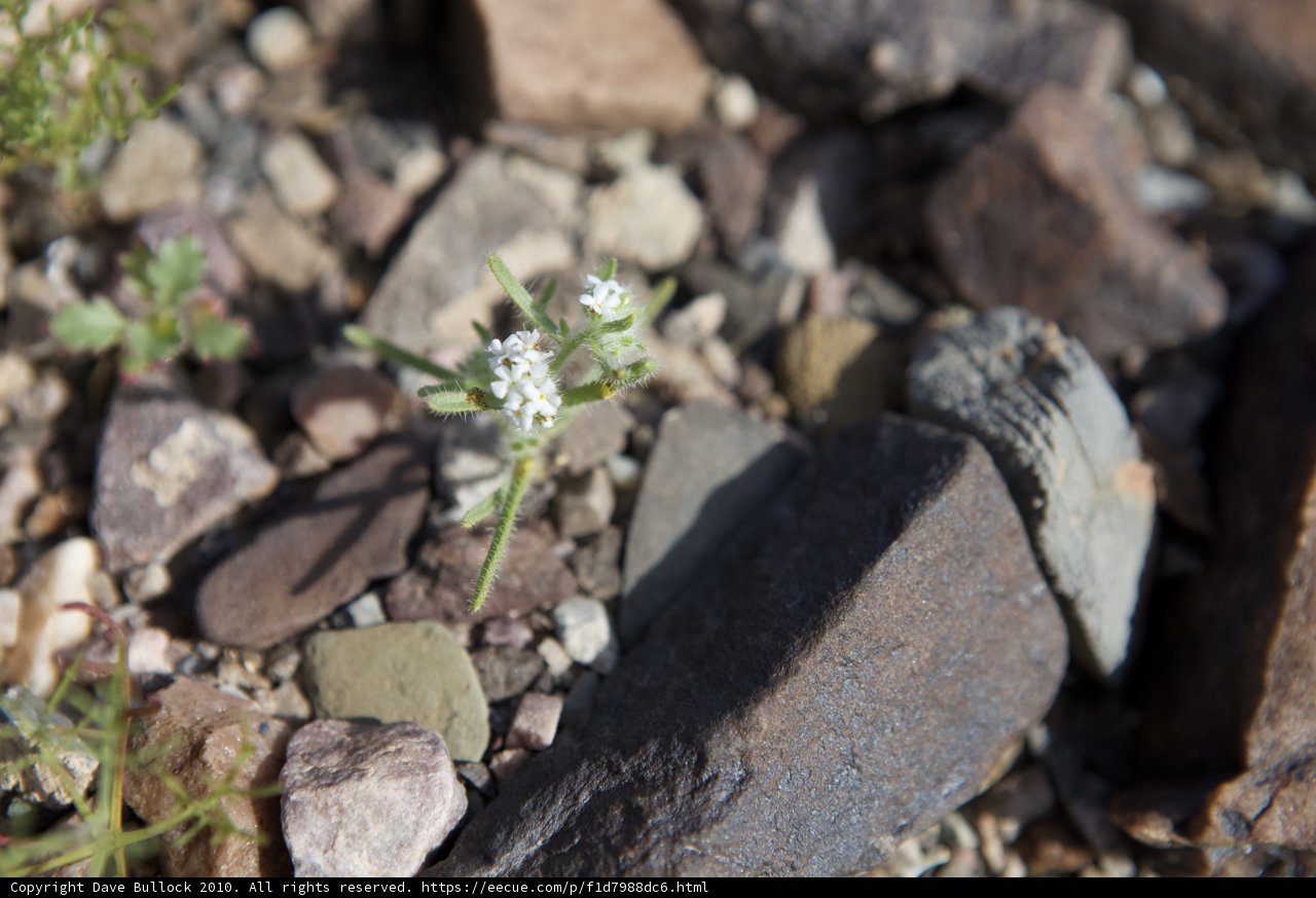 A Resilient Blossom Amongst the Rocks