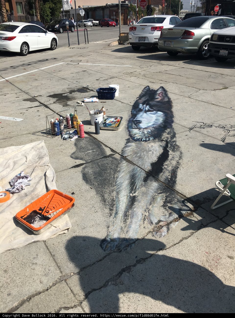 Husky on the Sidewalk