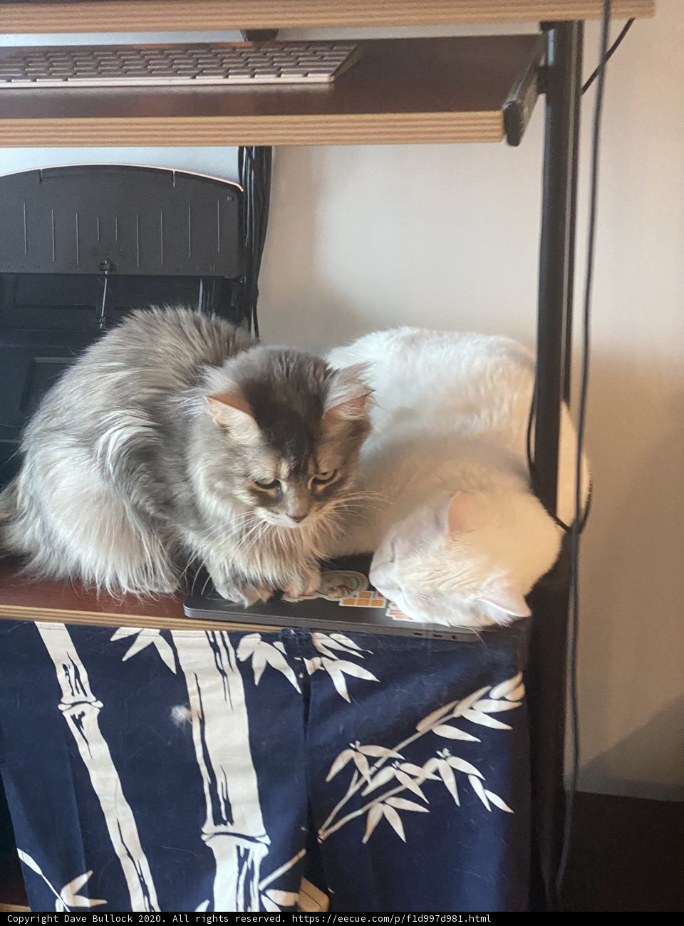 Desk Buddies