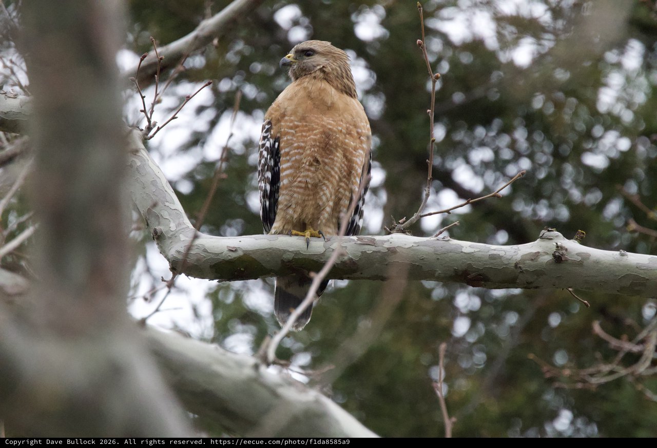 Red-Shouldered Hawk Perched on Winter Branch
