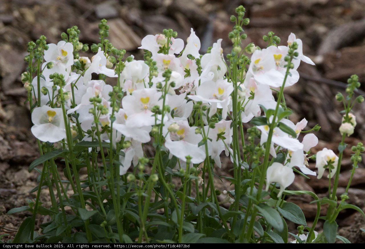 Spring Symphony in White