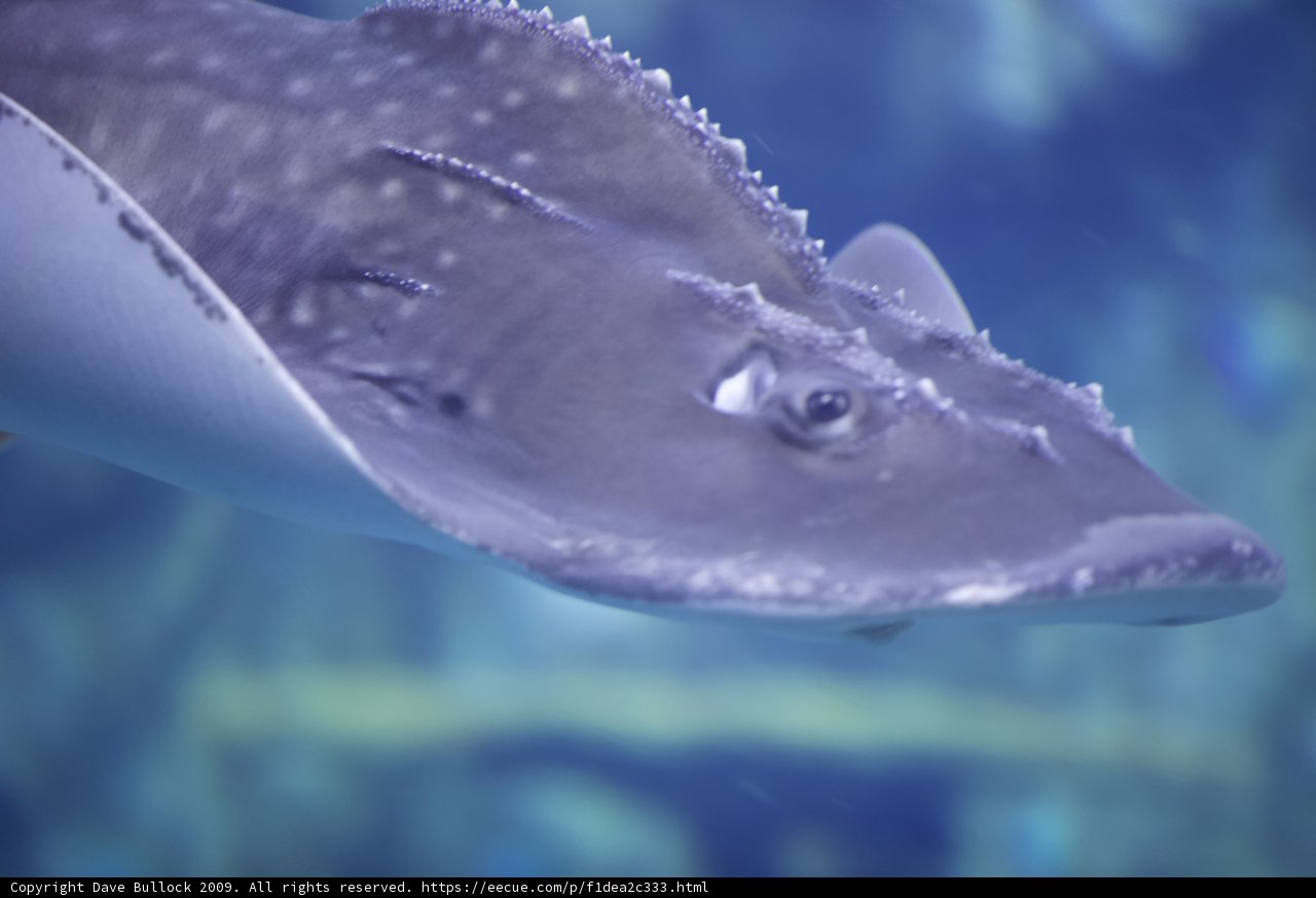 Graceful Stingray in Aquarium