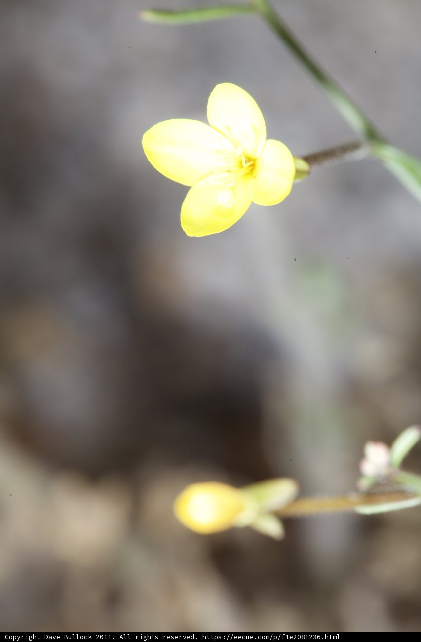 Geranium Blossom