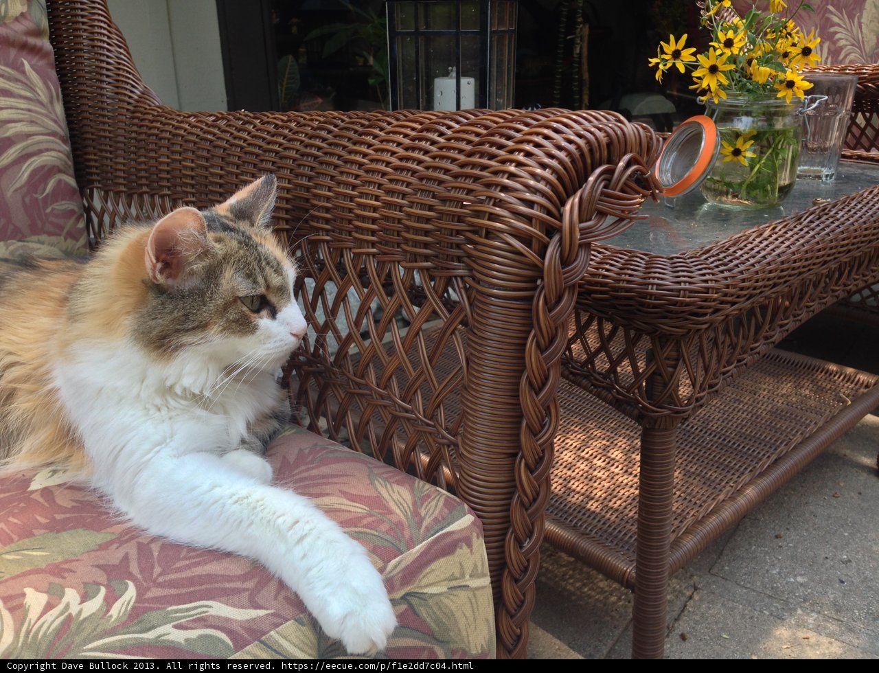 Feline Chic in Altadena