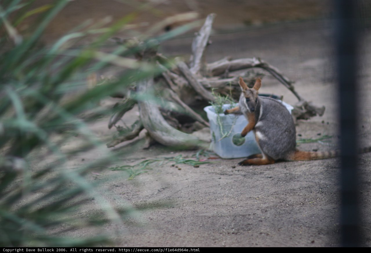 Small Kangaroo in the Wild