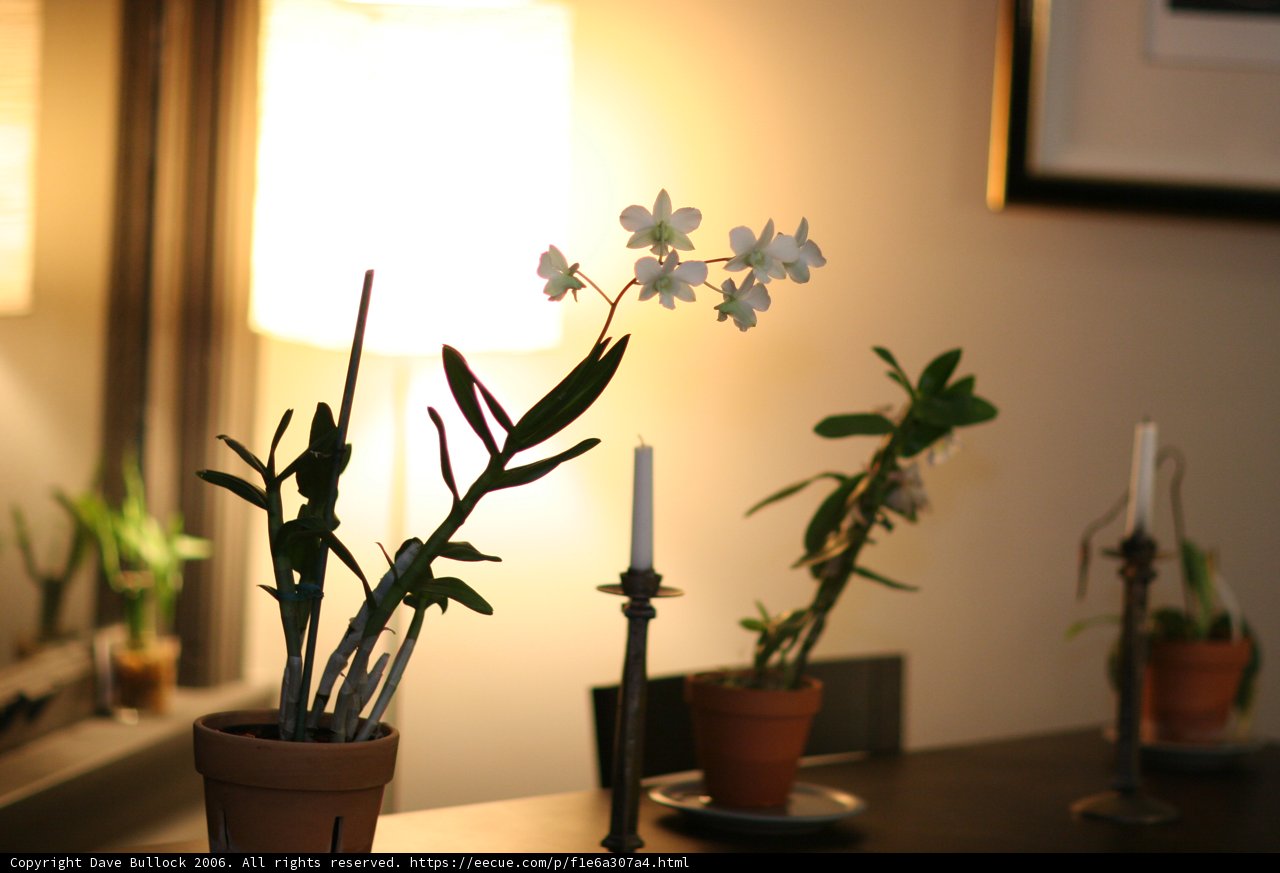 Floral Ikebana Arrangement