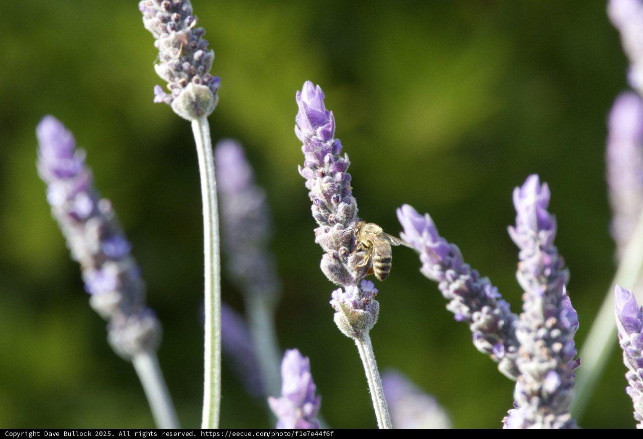Harmony in Lavender Blooms