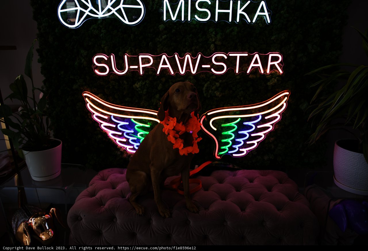 Miskka, the Trendy Pup