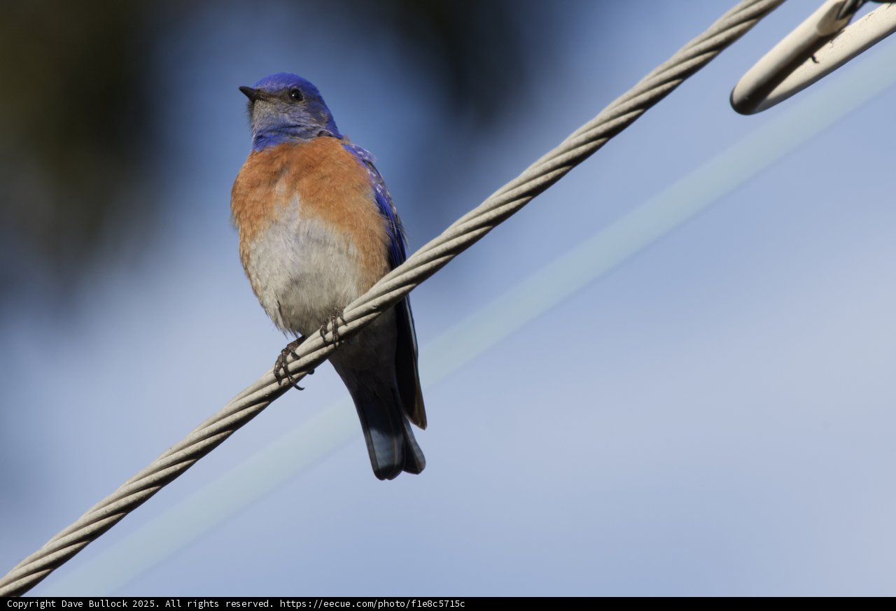 **Perched Elegance**