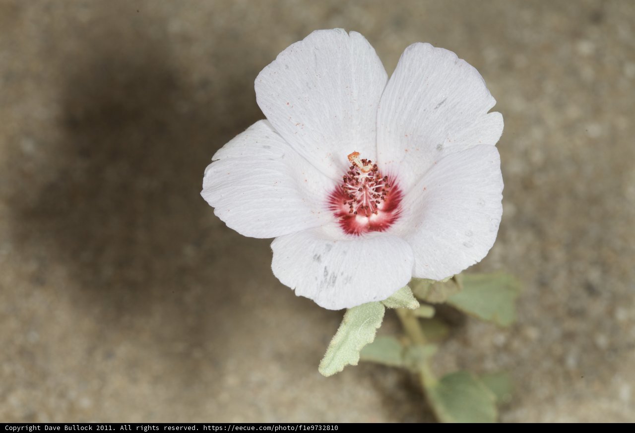White Geranium Flower with Red Petals